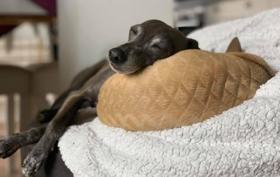 Seminar Creative Grooming mit Lisa Turczyn