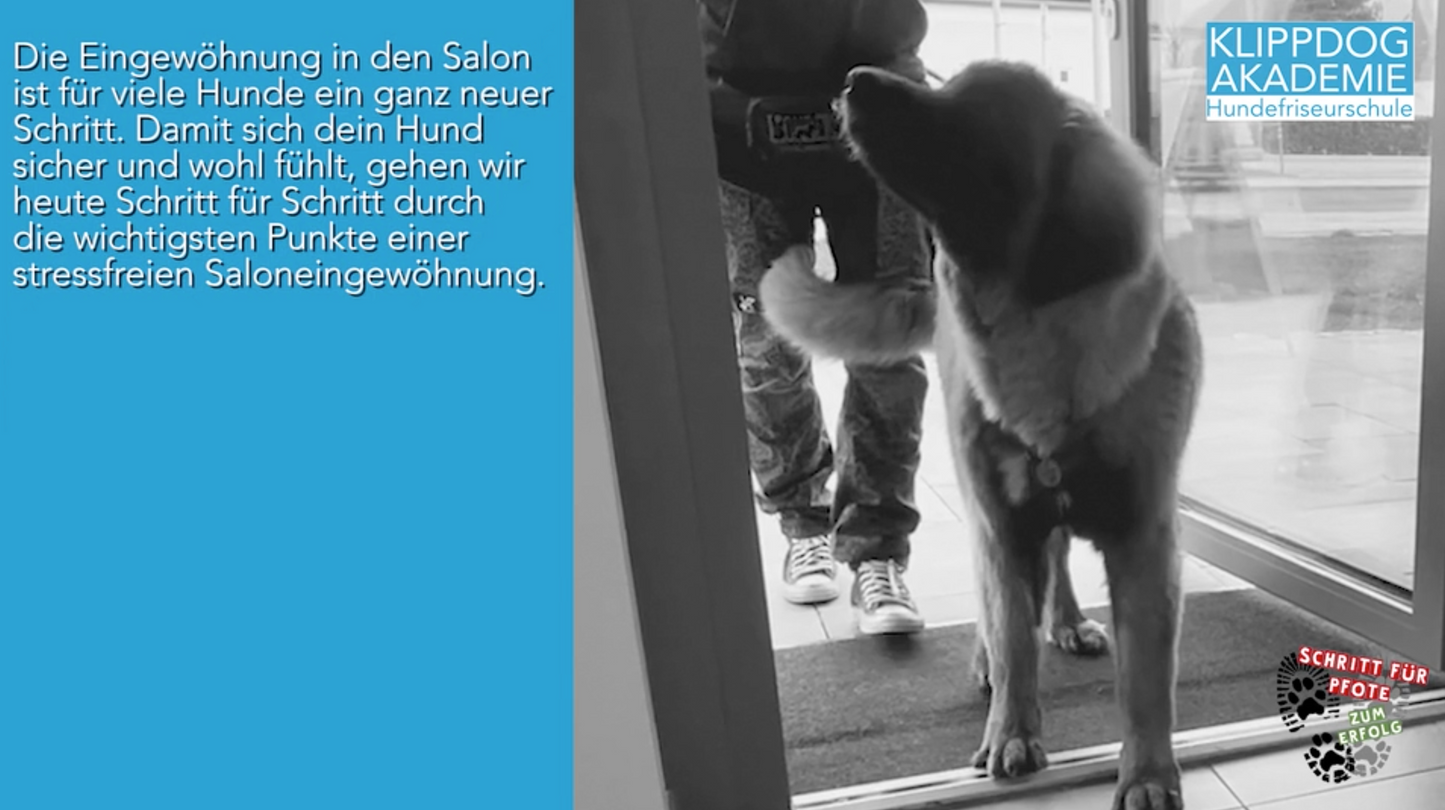 Lehrgang: Hunde verstehen im Salon