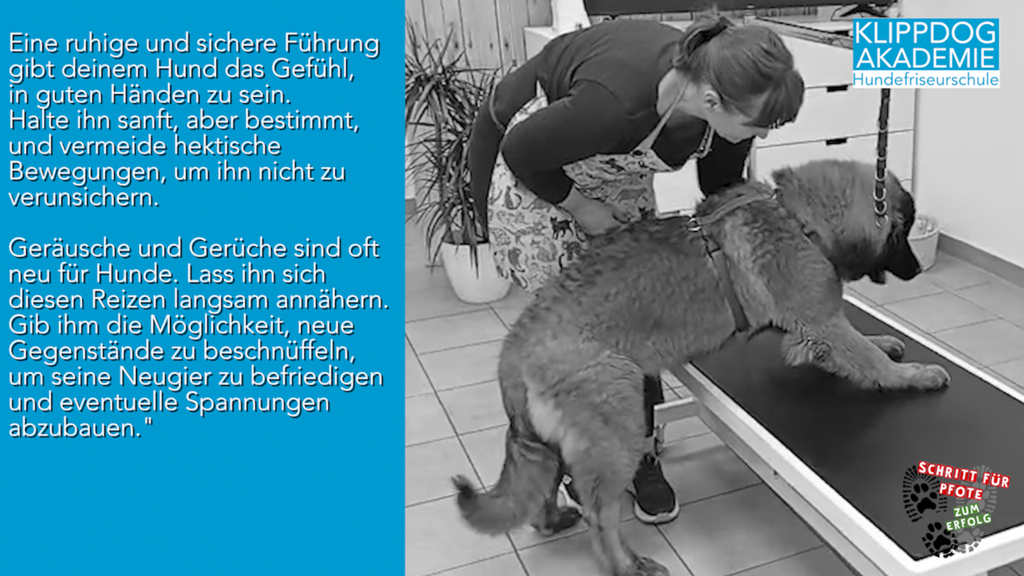 Lehrgang: Hunde verstehen im Salon
