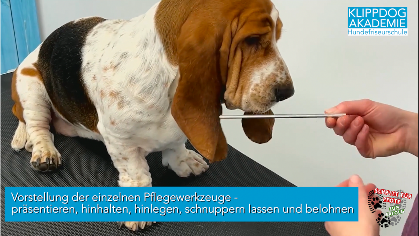 Lehrgang: Hunde verstehen im Salon