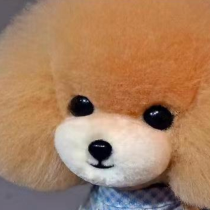 Teddy Kopfmodell (Champagne mit weisser Schnauze), nur Fell