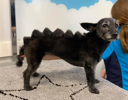 Seminar Creative Grooming mit Lisa Turczyn