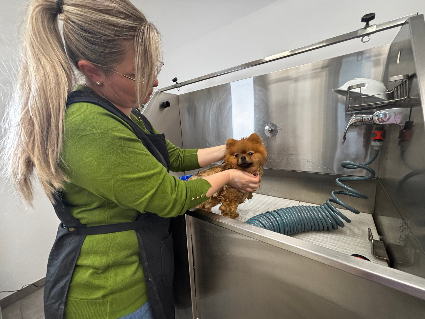 Pomeranian - Pflege und Schnitt