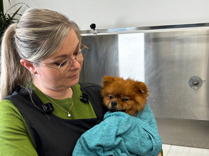 Pomeranian - Pflege und Schnitt