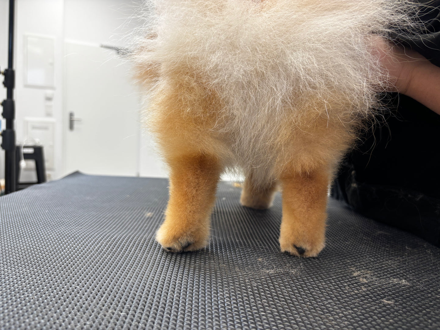 Pomeranian - Pflege und Schnitt