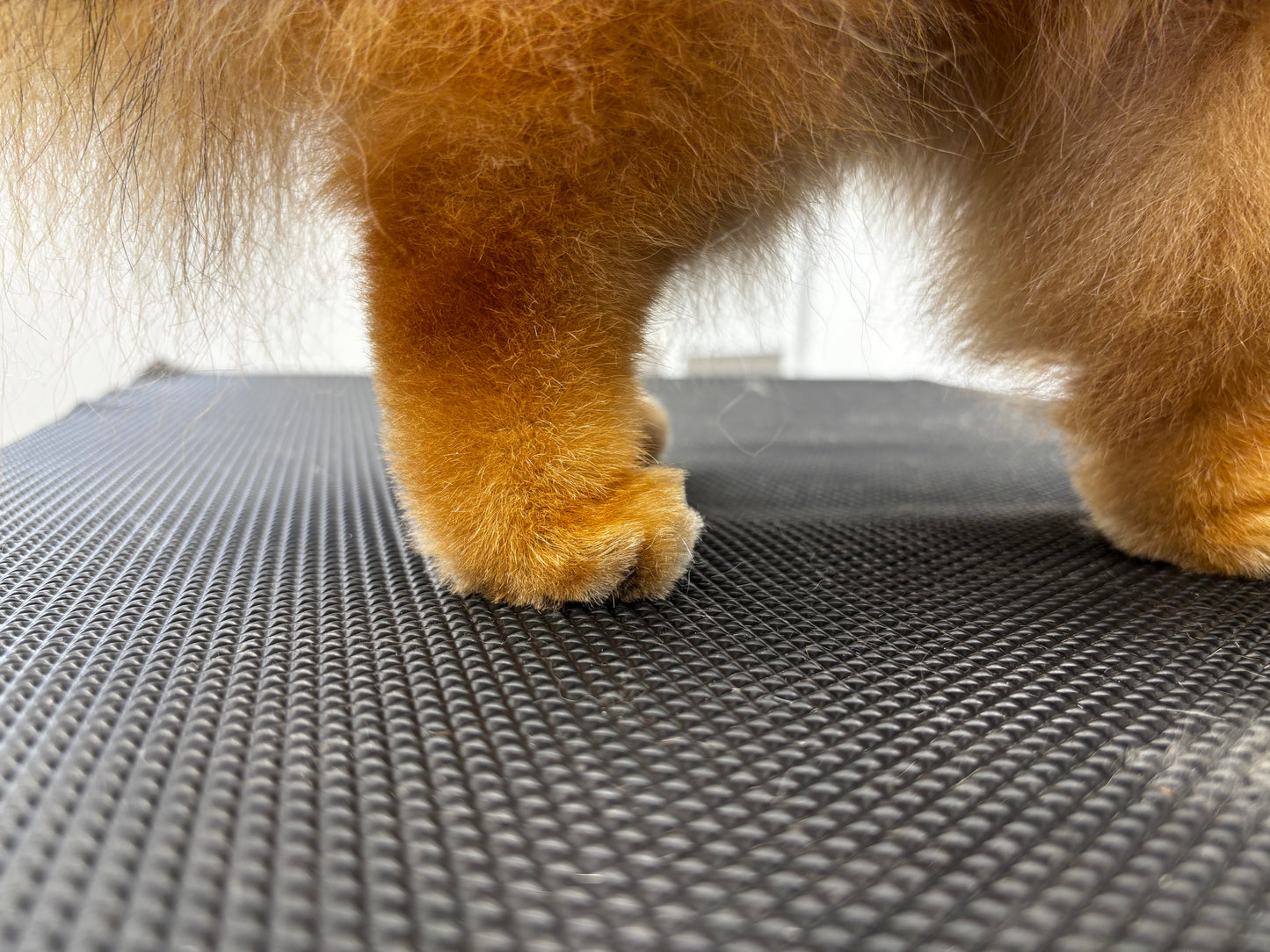 Pomeranian - Pflege und Schnitt