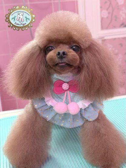 EXKLUSIVES MASTER GROOMER SEMINAR MIT BEATRIX MEGYESI am 10.10.2026