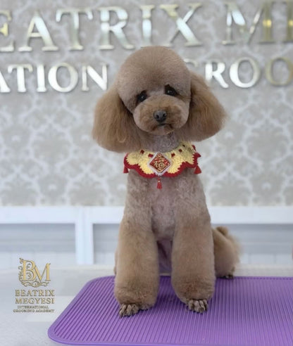 EXKLUSIVES MASTER GROOMER SEMINAR MIT BEATRIX MEGYESI am 10.10.2026