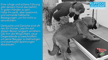 Lehrgang: Hunde verstehen im Salon