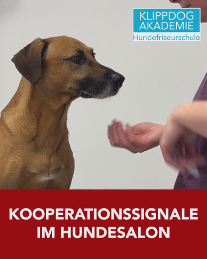 Lehrgang: Kooperationssignale im Hundesalon
