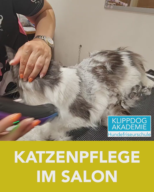 Katzenpflege