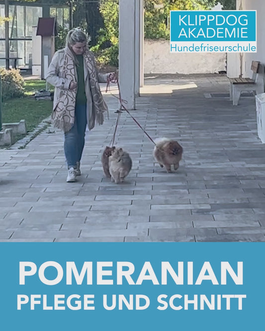 Pomeranian - Pflege und Schnitt